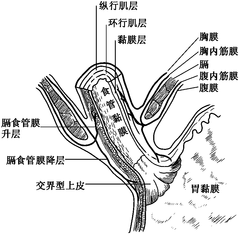 六、膈食管膜